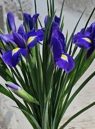 25 ирис в букете от интернет-магазина цветов в 