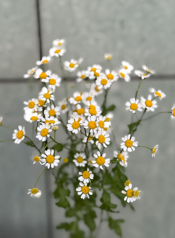 Матрикария от интернет-магазина цветов в 