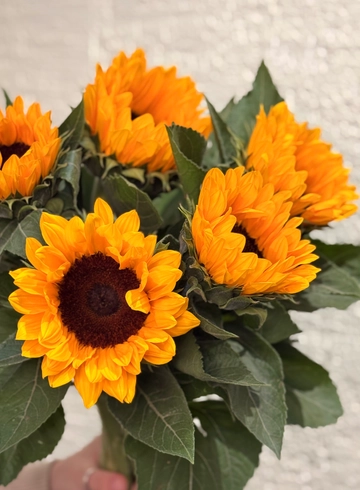 Подсолнух от интернет-магазина цветов в 