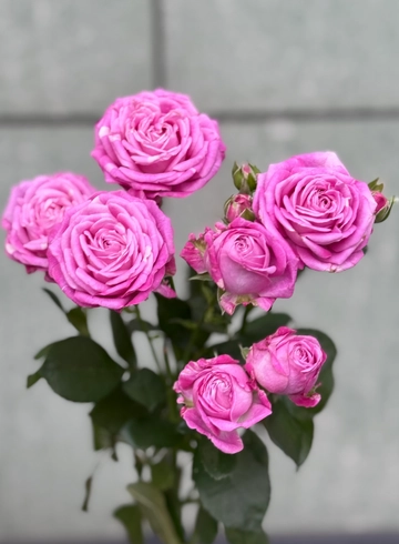 Роза кустовая «Леди бомбастик» от интернет-магазина цветов в 