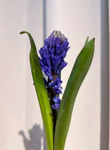 Гиацинт от интернет-магазина цветов в 