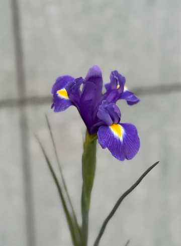 Ирис от интернет-магазина цветов в 