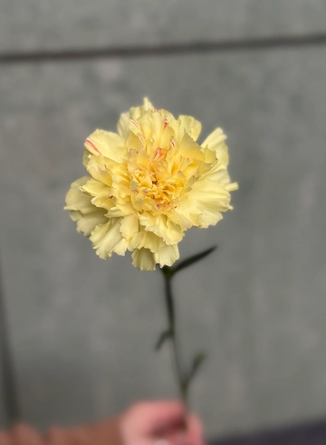 Гвоздика желтая от интернет-магазина цветов в 