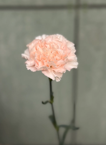 Гвоздика розовая от интернет-магазина цветов в 