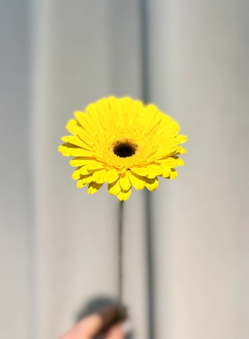 Гербера желтая от интернет-магазина цветов в 