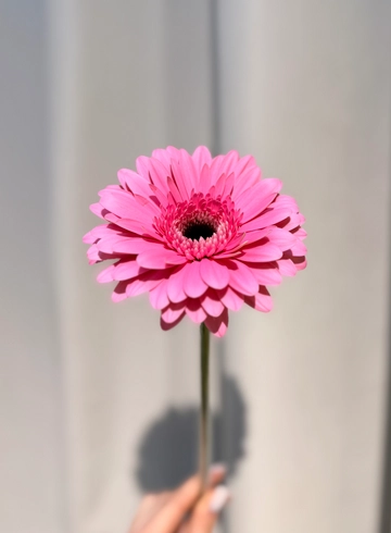 Гербера розовая от интернет-магазина цветов в 