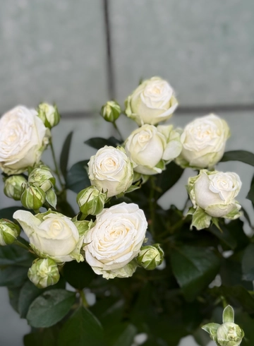 Роза кустовая «Мисс бомбастик» от интернет-магазина цветов в 