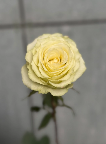 Роза «Lemonade» от интернет-магазина цветов в 