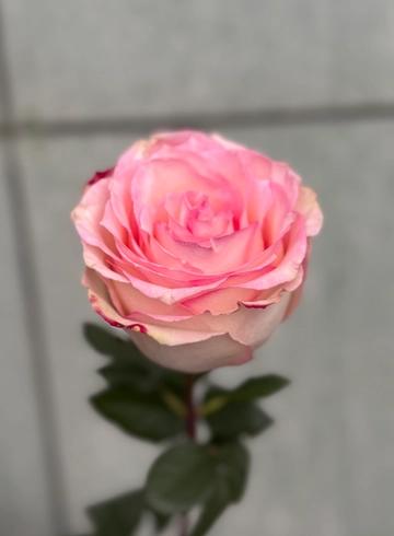 Роза «Esperance» от интернет-магазина цветов в 