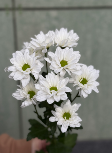 Кустовая белая хризантема от интернет-магазина цветов в 