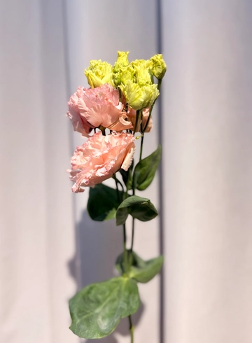 Эустома розовая от интернет-магазина цветов в 