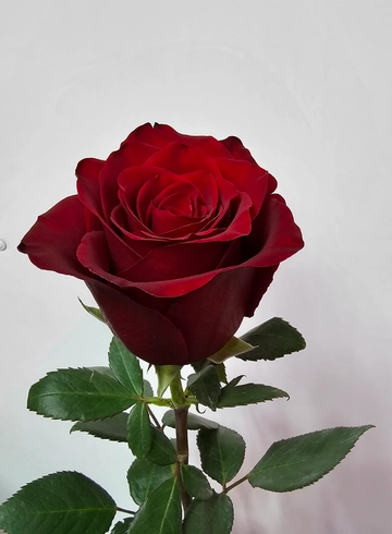 Роза яркая Explorer от интернет-магазина цветов в 