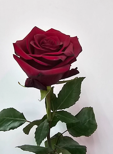 Роза  Explower от интернет-магазина цветов в 