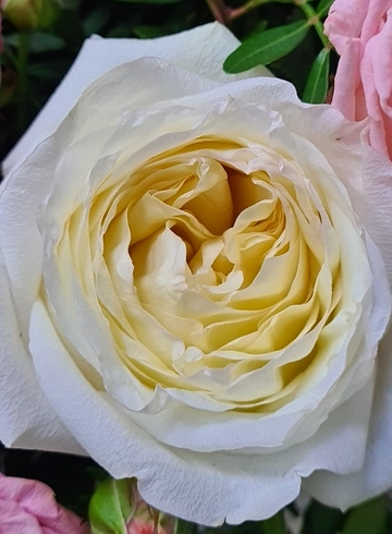 Кремовая роза «Кандилайт» от интернет-магазина цветов в 