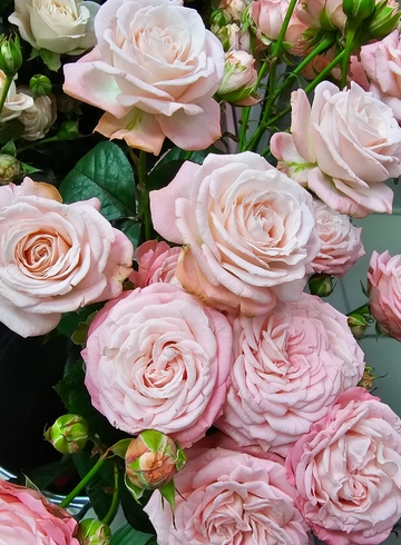 Кустовая роза «Мадам бомбастик» от интернет-магазина цветов в 