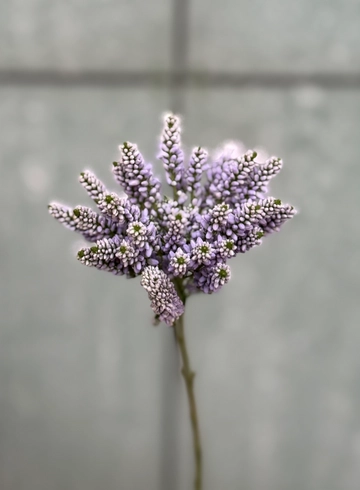 Вероника кустовая от интернет-магазина цветов в 