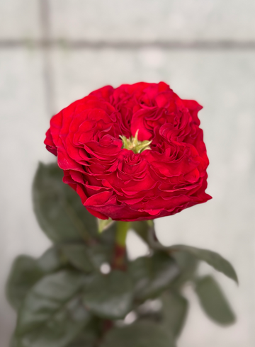 Пионовидная Роза «Red Monster” от интернет-магазина цветов в 