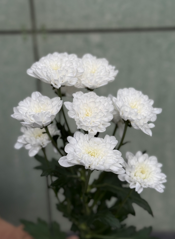 Хризантема кустовая белая от интернет-магазина цветов в 