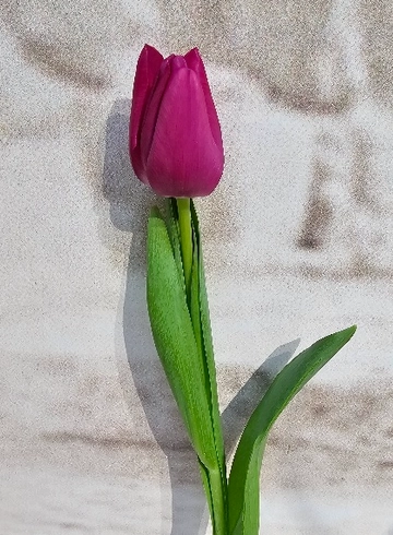 Тюльпан розовый от интернет-магазина цветов в 