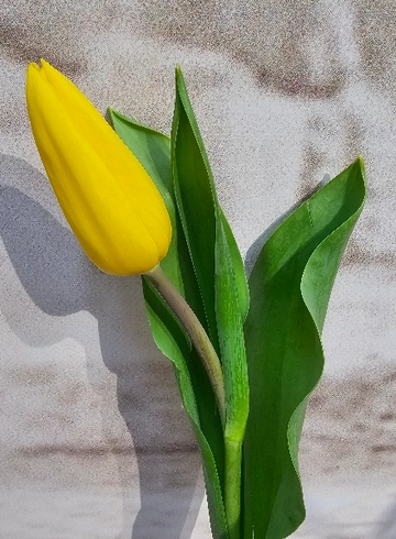 Тюльпан желтый от интернет-магазина цветов в 