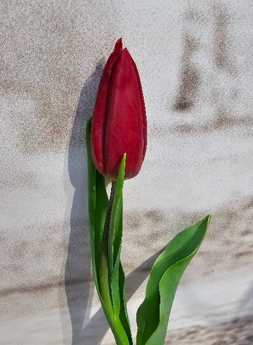 Тюльпан красный от интернет-магазина цветов в 