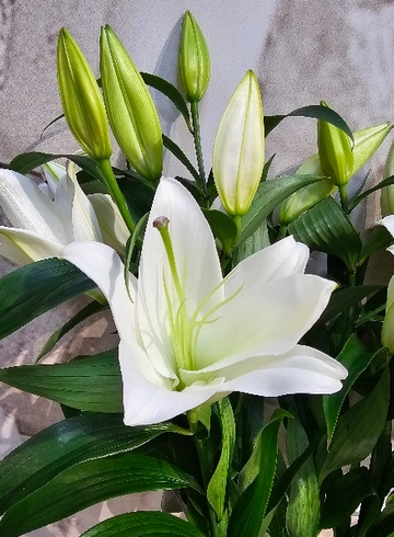 Лилия 1шт от интернет-магазина цветов в 