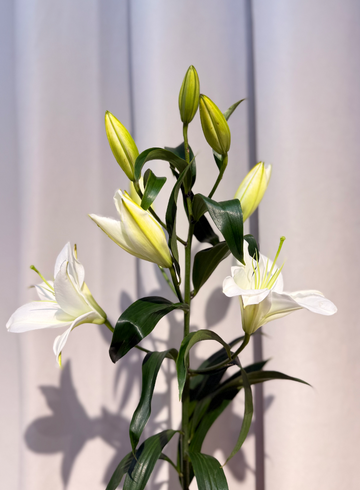 Лилия от интернет-магазина цветов в 